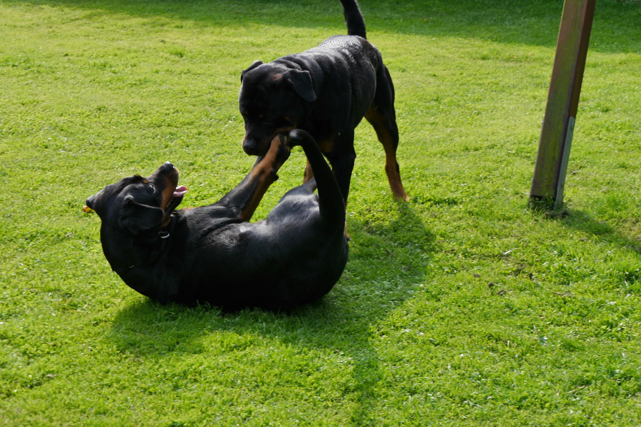 Rotweilers playing