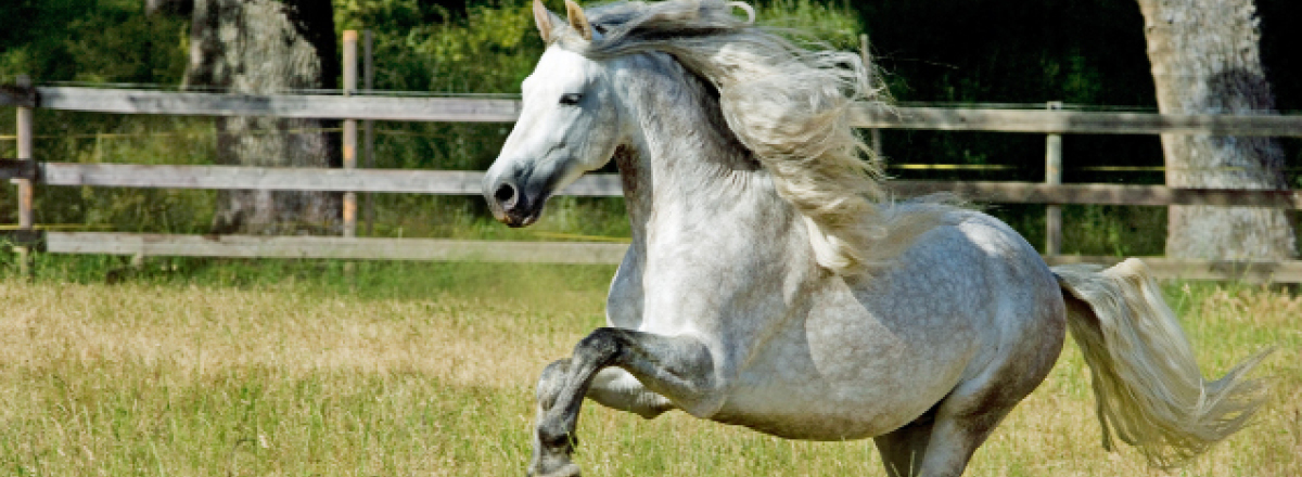 Weisses Pferd im Gallop