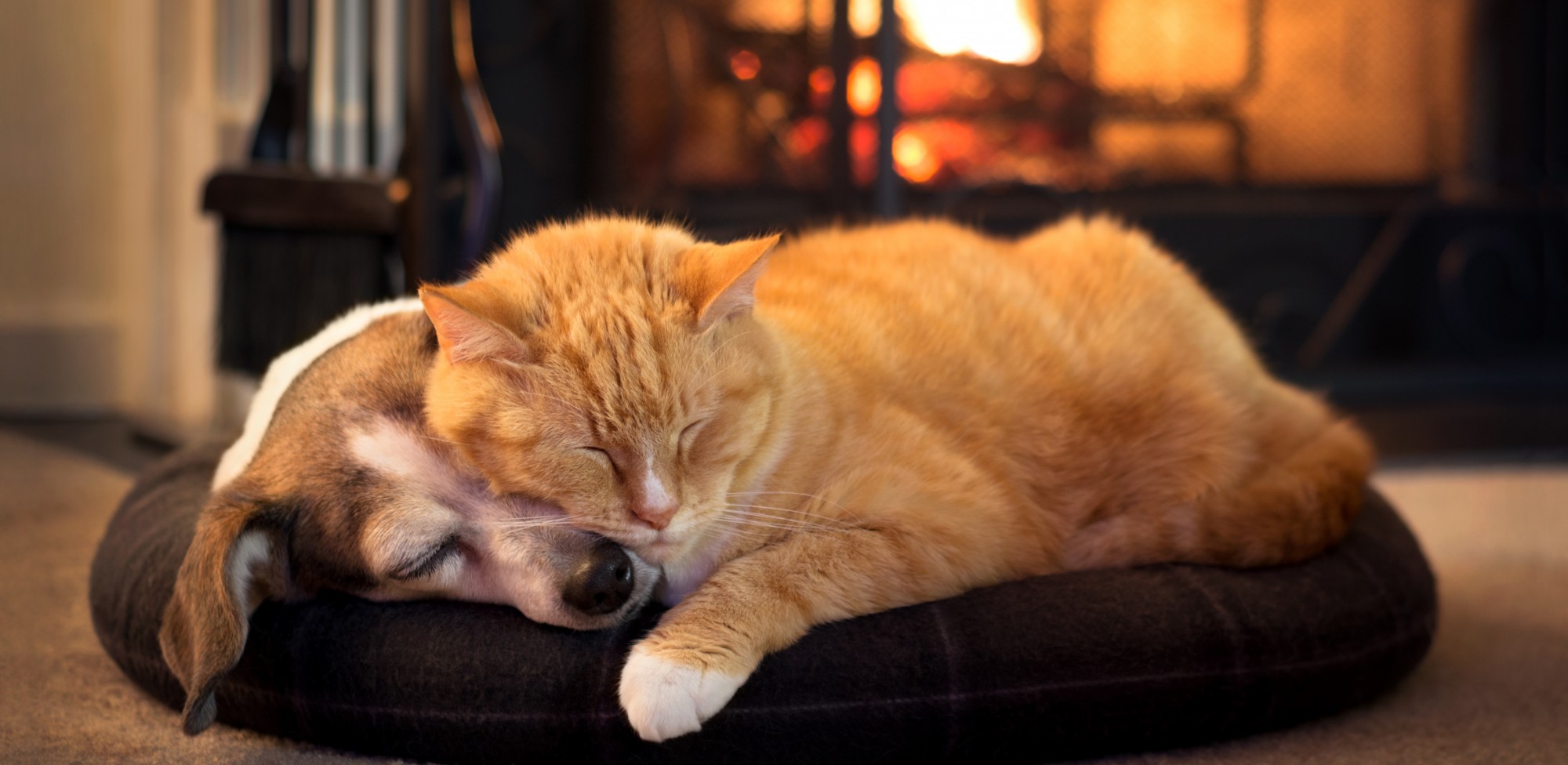 Chien et chat devant le feu de cheminée